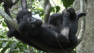 Mother and Infant Social Play in Wild Bonobos [upl. by Roanna]