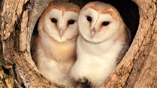 Barn Owl Pair Raise First Ever Chicks  Full Story  Willow amp Ghost  Robert E Fuller [upl. by Calle]