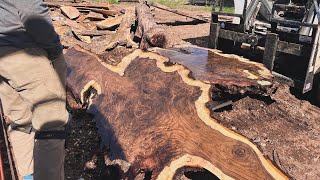 GIANT Walnut Burl pt2 cut on Woodmizer LX250 [upl. by Anelec]