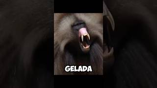 The GELADA BABOONS  Incredible UPPER TEETH 😥 [upl. by Nimref414]