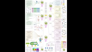 Homeostasis mind map [upl. by Kailey]