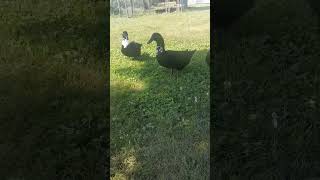 ducker duck blackswedishduck animals nature quacking cinnomroll Waffles muffin [upl. by Coniah]