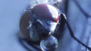 Fly Blowing Bubbles Macro Video [upl. by Asher]