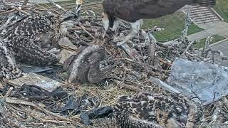 ビッグとミニ給餌 Zoom 061123 Osprey Cam Live 4K  Patchogue NY [upl. by Nahgrom]