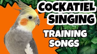 COCKATIELS WHISTLING 3 very cool songs Teach Your Cockatiel to Sing with this video🦜🎶🎵 [upl. by Saideman969]