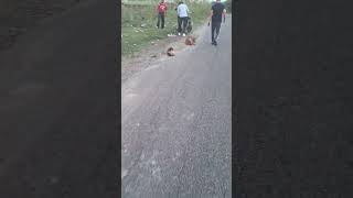 Dog Barking youtubeshorts funny dog barkingside pets [upl. by Eetnahs]