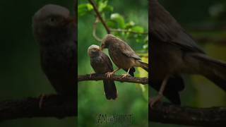 Yellowbilled babbler birds nature birding wildbirdphotography wildlife nature [upl. by Aihsot564]