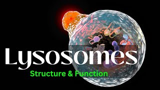 Lysosomes Structure and Function biology Cell Biology [upl. by Llerrot130]