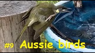 9 species of Australian birds in 8 clips – drinking swimming and interacting [upl. by Bausch]