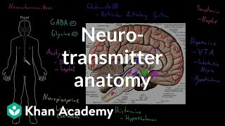 Neurotransmitter anatomy  Organ Systems  MCAT  Khan Academy [upl. by Borszcz]