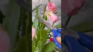 Propagating Boquet Roses 💐 in Aloevera plant [upl. by Bilicki222]