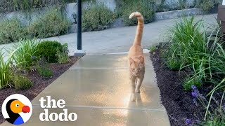 Neighborhood Cat Brings His Friends To Meet His Favorite Girl  The Dodo [upl. by Sacul372]