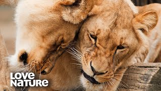 Injured Lion Cub on the Brink of Death Mourned by the Pride  Love Nature [upl. by Hegarty]