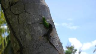 Gecko vs Lizard [upl. by Willie]