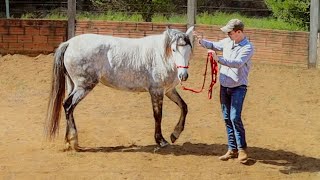 How To Move Your Horses Shoulders Away From You Essential Groundwork Exercise 6 [upl. by Ahsemit]