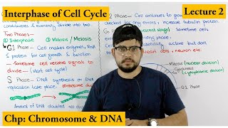 Interphase  Cell Cycle  Lecture 2 [upl. by Lemire]