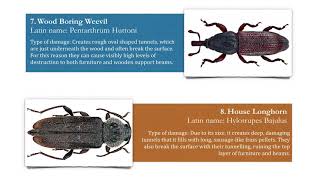 11 Types of Wood Boring Insect [upl. by Nerland756]