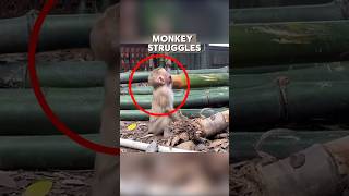 Can This Monkey Be Saved Watch the Heartwarming Rescue viralshorts [upl. by Nwahsram]