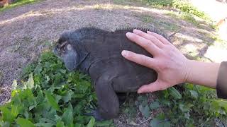 RHINO IGUANA outside on a winter day [upl. by Goto]