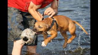 Devonenglish staffordshire bull terrier [upl. by Arther410]