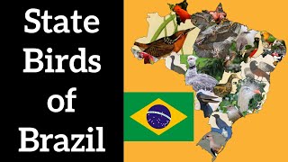 State Birds of Brazil  Tropical Bird Diversity [upl. by Tayib922]