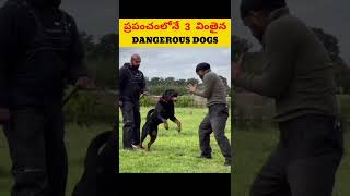 ప్రపంచంలోనే 3 ప్రమాదకరమైన Dogs dogs doberman rottweiler canecorso doglovers viral ytshorts [upl. by Slein]