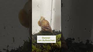 Meine Achatschnecke☺️ Donner am Aufwachen🐌🐌💚 [upl. by Cinda]