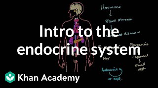 Intro to the endocrine system  Health amp Medicine  Khan Academy [upl. by Shirl]