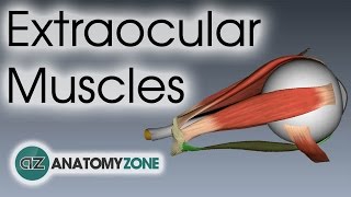 Extraocular Muscles  Eye Anatomy [upl. by Chelsey]