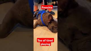 Frenchie enjoys a quick nap after getting tired of playing frenchie [upl. by Akemej]