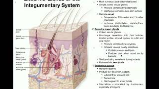 Exocrine Glands of the Integumentary System [upl. by Lohner]