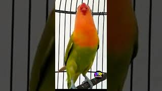 Masteran Suara Lovebird Fighter Ngekek panjang [upl. by Notlit]