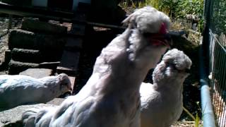 9 week old Lavender Araucana crowing [upl. by Ainel]