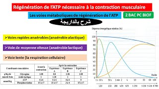 Régénration de lATP nécessaire à la contraction musculaire 2 BAC pc biof شرح بالداريجة [upl. by Tracy760]