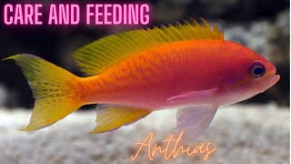 Creole Anthias Care [upl. by Scribner69]