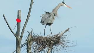 Shes So Excited to See Him  Blue Heron Courtship Spring Birds Nature greatlakes [upl. by Goldfinch]