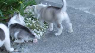 6 male Siberian Husky Puppies  5 weeks old  Part 2 of 2 [upl. by Ynohtnacram]