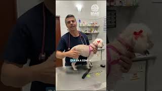 Curso Endocrinología veterinaria aplicada a la clínica [upl. by Roskes655]