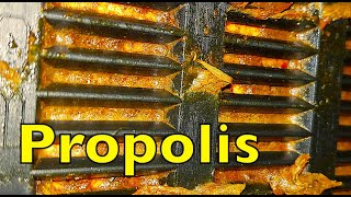 Propolis [upl. by Emmons680]