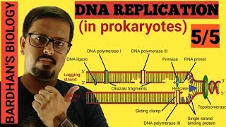 DNA REPLICATION in prokaryotes in HINDI 55 [upl. by Nirehtac]