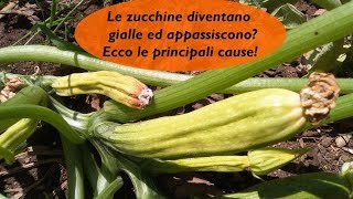 SE LE ZUCCHINE DIVENTANO GIALLE ED APPASSISCONO ECCO LE PRINCIPALI CAUSE [upl. by Trinetta]