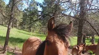 Satoshi Ōmura found a bacteria Streptomyces avermitilis where horses had cleared ground in Japan [upl. by Georgine]