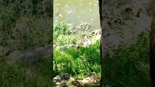 Gone Video Turtling Huge SoftShell Turtle teaching its young one in the Harpeth RiverTN USA 🎶 [upl. by Annaillil342]