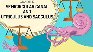 VESTIBULAR APPARATUS  Function of the semicircular canals and the utriculus and saccules [upl. by Yettie]