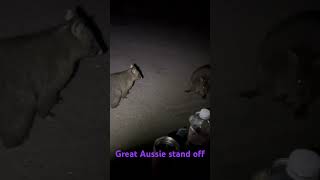 Aussie stand off… pademelon vs bush possum australia australianwildlife wildlife tasmania [upl. by Earised]