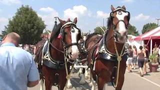 Budweiser Clydesdales at The Ohio State Fair [upl. by Haleigh695]