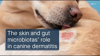 Investigating the role of the skin and gut microbiota in canine atopic dermatitis [upl. by Ahseik]