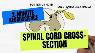 2Minute Neuroscience Spinal Cord Crosssection [upl. by Eidderf]