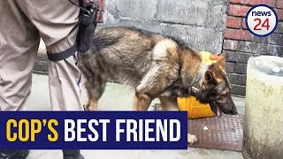 WATCH Meet Officer Savage the dogged drugbusting canine [upl. by Carr]