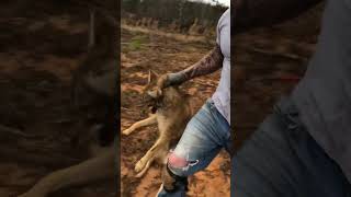 Live Market coyote trapping trapper [upl. by Godfree]